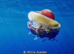 Cotylorhiza tuberculata yellyfish captured in Cabo de Pal... by Alicia Juanes 